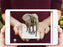 animal 4D cards