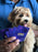 space puppies game